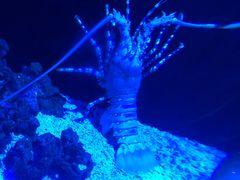 -迪拜水族馆及水下动物园