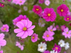 -花开海上生态园