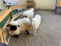 -HERRE·FARM 赫尔露营农场·团建聚会包场