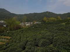 -龙井村