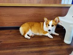 -柯斗斗主题餐厅·狗咖·围炉煮茶·茶饮(国瑞升平里店)