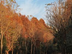 -上海海湾国家森林公园