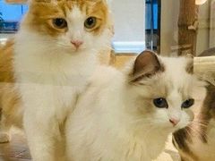 -momokira米努特·德文卷毛猫·棉花面纱犬