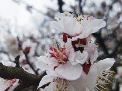 -无锡梅园公园