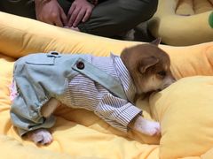-逗柴咖啡屋·狗咖猫咖宠物桌游