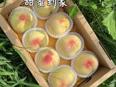 -老袁家蜜桃农场·阳山水蜜桃