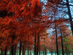 -上海海湾国家森林公园