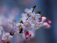 -上海鲁迅故居