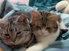 -瑞派动物医院·猫专科·至诚(江南中分院)