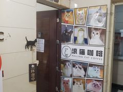 -滚猫咖啡·猫咖·猫友好撸猫(未来城店)