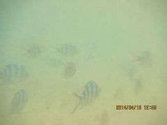 android_upload_pic-东姑阿都拉曼海洋公园