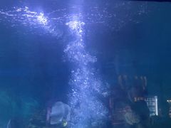 -烟台海昌鲸鲨海洋公园