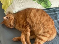 -嘉馨宠物医院·CT影像转诊·心脏科·犬猫全科诊疗中心(下沙大学城院区)