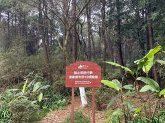 -铁山坪森林公园