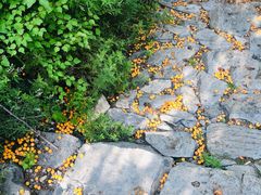 -北京鹫峰国家森林公园