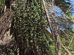 -海南霸王岭国家森林公园