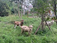 -马陆小张葡萄园农家乐