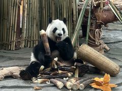 -泉州海丝野生动物世界