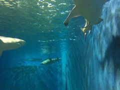 -北戴河圣蓝海洋公园