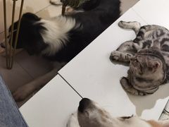 -平行世界·猫咖(首经贸店)
