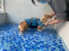 -BABYDOG宝贝狗宠物乐园(欧洲城店)