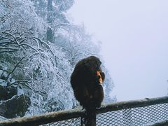 -峨眉山风景名胜区