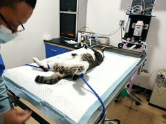 -灵美宠物诊所