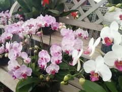 -三圣花乡旅游区