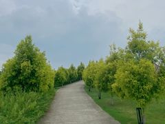 -空港花田景区