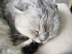 -喵的天空名猫咖啡馆·撸猫·猫舍·用品