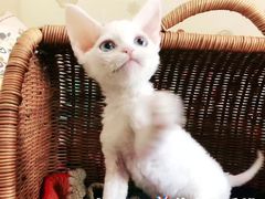 -十年猫舍·猫咪专门店(普陀店)