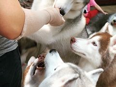 -TrueLove @ Neverland (Husky Cafe)