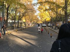 -三里屯东五街银杏大道