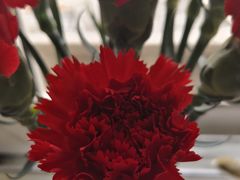 -双季花艺园艺市场(浦东店)