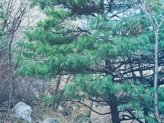 -秦岭风景区