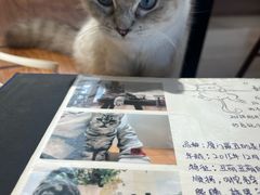 -有猫主题·治愈系猫咖(曾厝垵店)