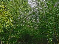 -同里国家湿地公园