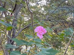 -福清灵石山国家森林公园