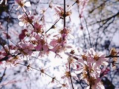 -黑龙江省森林植物园