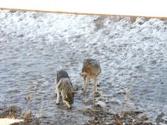 -新疆天山野生动物园