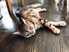 -吉丁鸟咖·异宠·寄养