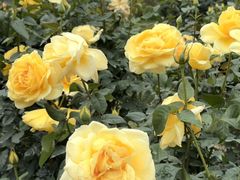 -人民公园(罗湖区)