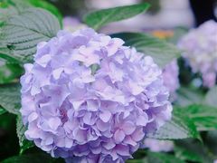 -常州古运河南大街文化旅游区-人民公园