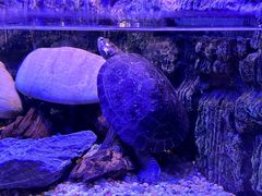 -上海海洋水族馆