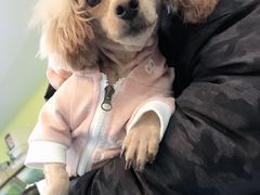 -瑞鹏宠物医院·爱宠堂·骨外专科(西荷分院)