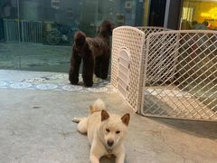 -more than meow吴止猫主题餐厅(承德 中船汇店)