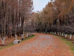 -上海海湾国家森林公园