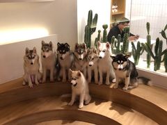 -Husky Go! 哈士奇体验馆·宠物咖啡厅狗咖