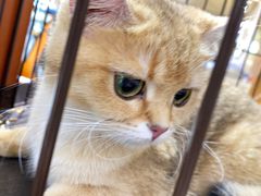 -1013 PET SHOP精品宠物商店(丁香店)