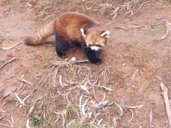 -云南野生动物园